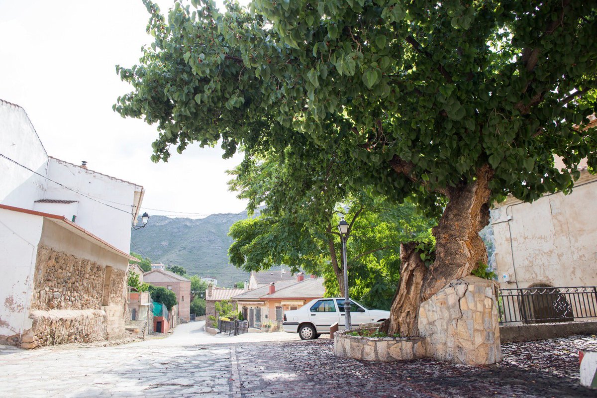 TrailNutrium's tweet photo. Esta es la plaza de #Jubera y su impresionante #morera.
Jubera, 51 habitantes, es el último pueblo por el que pasa el trazado del Trail Nutrium M #TNM
🌳🏘🏡
#trailnutrium #nutriciondeportiva #campeonatodelarioja #trailrunning #trailrun #lavilla #ocon #nutrium #pueblosconencanto https://t.co/EAEEwo5daR