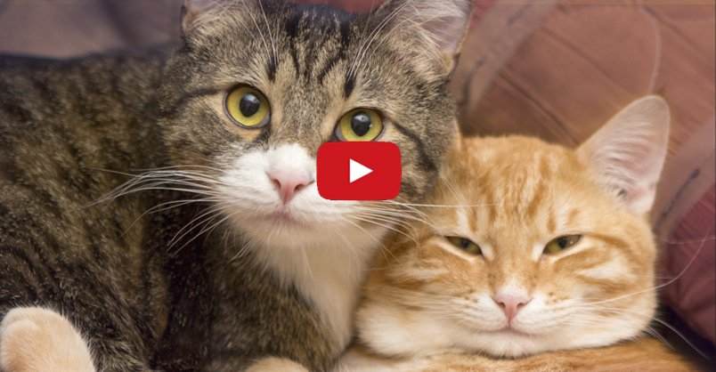 Animation_Press's tweet image. Reasons Why You Should Get A Second Cat How many cats do you have? One? Three? Ten? Check out this hilarious video that makes some good points on why you should get a second cat if you only have one. CLICK to watch &amp;gt; bit.ly/1Qa7yay?utm_ca…