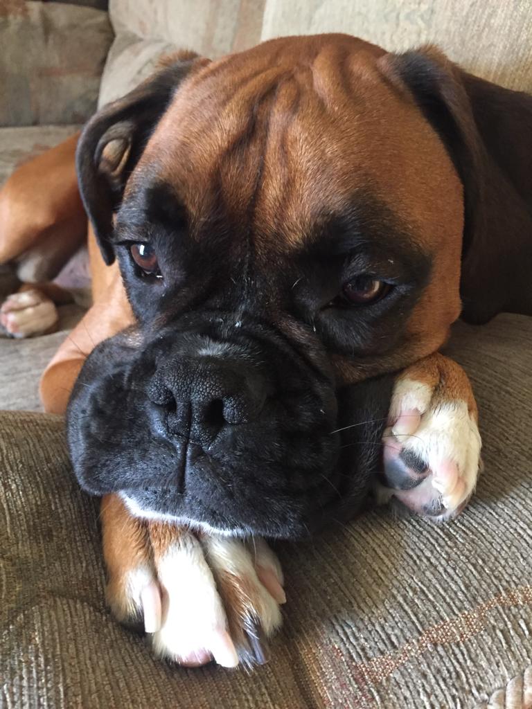 LittleMissBrat's tweet photo. @RealKellyKlein My Beautiful Boxer Boy Alfie 😁😁😁 https://t.co/bG5PFkLWZr