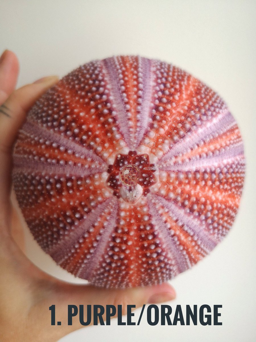bstoneorchard's tweet photo. Which ones your favourite?! 
#shesellsseashells #cornishseaurchin #urchinshell #shellcollectors https://t.co/aZ7FiMUdN3
