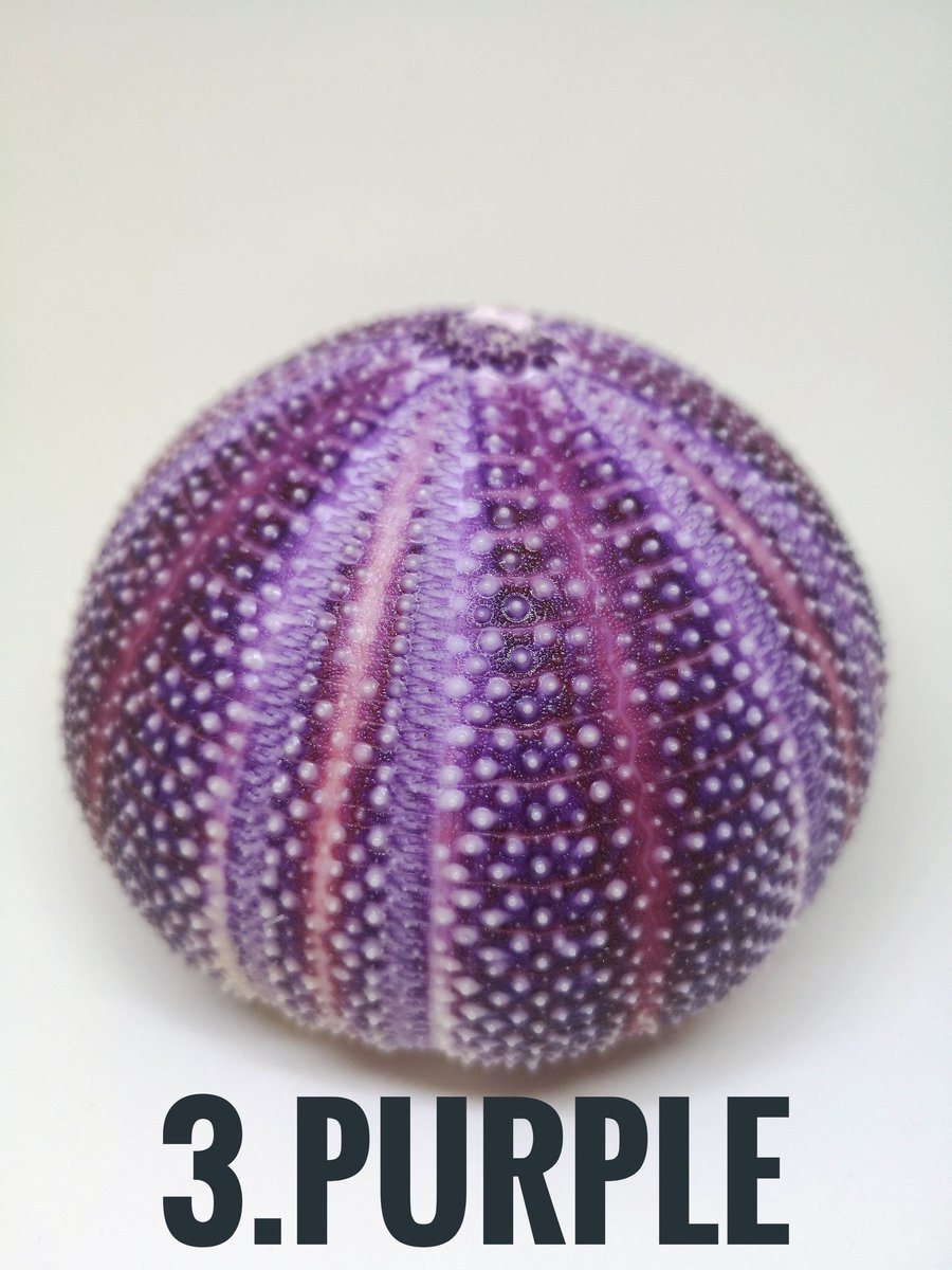 bstoneorchard's tweet photo. Which ones your favourite?! 
#shesellsseashells #cornishseaurchin #urchinshell #shellcollectors https://t.co/aZ7FiMUdN3