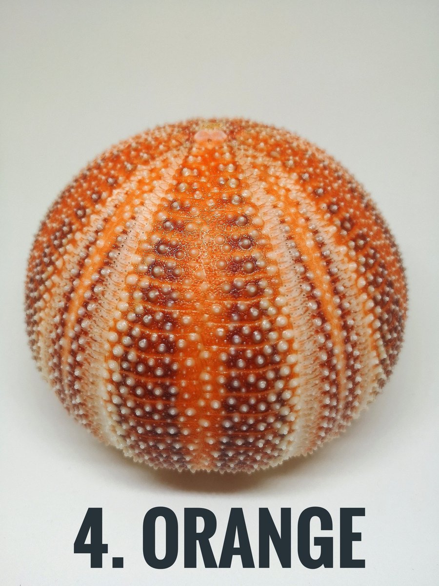 bstoneorchard's tweet photo. Which ones your favourite?! 
#shesellsseashells #cornishseaurchin #urchinshell #shellcollectors https://t.co/aZ7FiMUdN3