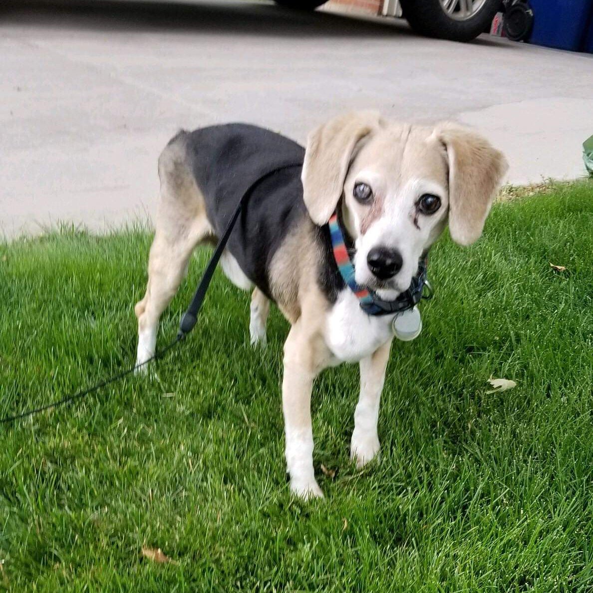 Murray! I love this old man. He was abandoned at 14. It's been 2 years he lives a happy life in Colorado and is still doing great. I can't tell you how much we love these updates
#snbrf #rescued #savealife #roadtorecovery #adoptdontshop #lovinglifebeagles #seniorbeagles #alumni