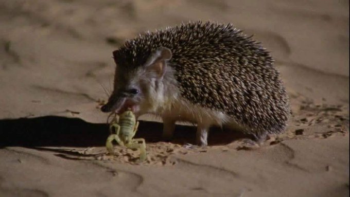 Еж обыкновенный питается. Ушастый ёж в норе. Еж хищное. Птица ежик. Еж хищное.
