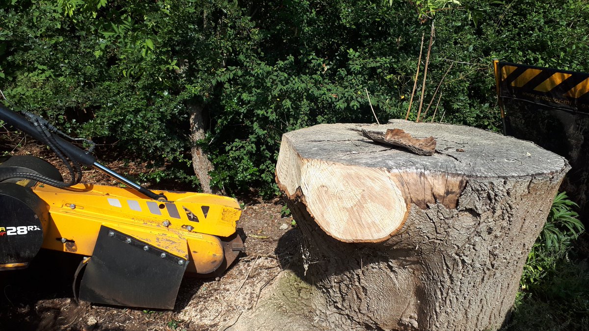 Removing a large oak tree stump near Stones Green, Near Frinton on Sea, Essex.
#treestumpgrinding
#treestumpremovals
#Es…