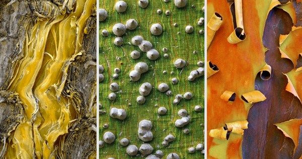 brainpickings's tweet photo. The Songs of Trees – one biologist on what a dozen of the world's most unusual trees taught him about the art of relationship https://t.co/WajsZmkGPg https://t.co/jRHH0M1Hp1