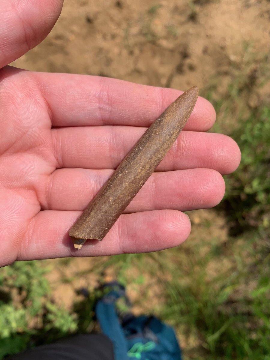 First two belemnites found by the micropaleo lab!!!