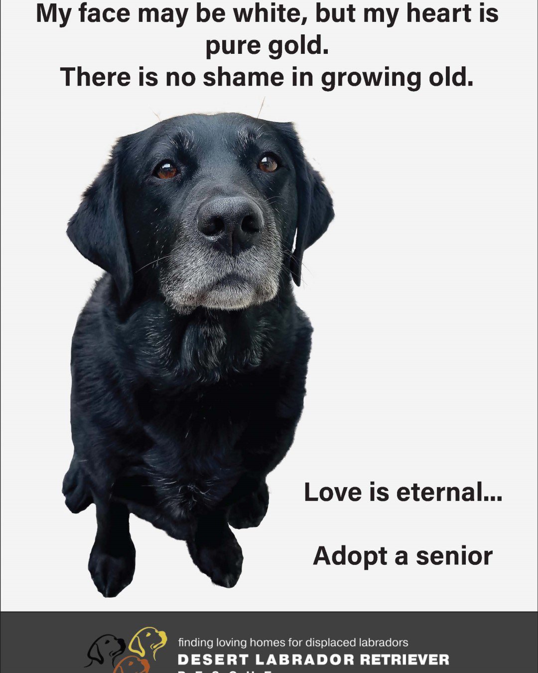 senior lab rescue