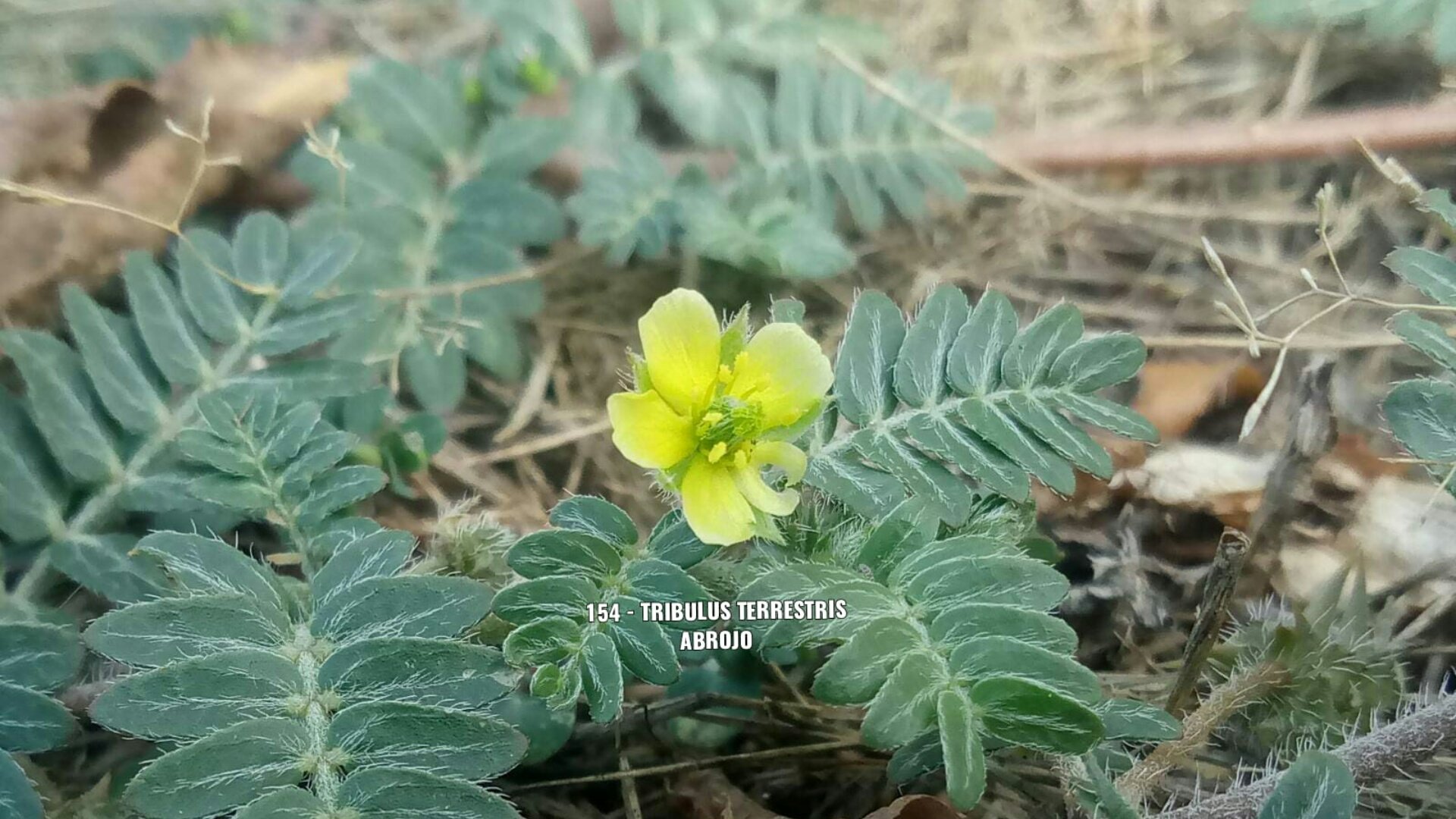 Elpicapedrero 154 Tribulus Terrestris Abrojo 154 Tribulus Terrestris Abrojo Cascante Flores Plantas Huertoto Cascante Flores Flower Plants Crassula Verano Summer Huertoto Crasas Cactus Suculentas 1florcadadia Cactus