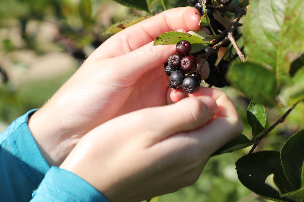 ESFoodLab's tweet image. Thanks to Jay Falstad of Calico Fields @calicofieldslavender for inviting our interns to harvest aronia berries! This native fruit has amazing nutrition &amp;amp; health benefits!
.
#foraging #localfood #aronia #aroniaberry #antioxidants #forage #berries #realfood #esfl #eatlikehumans