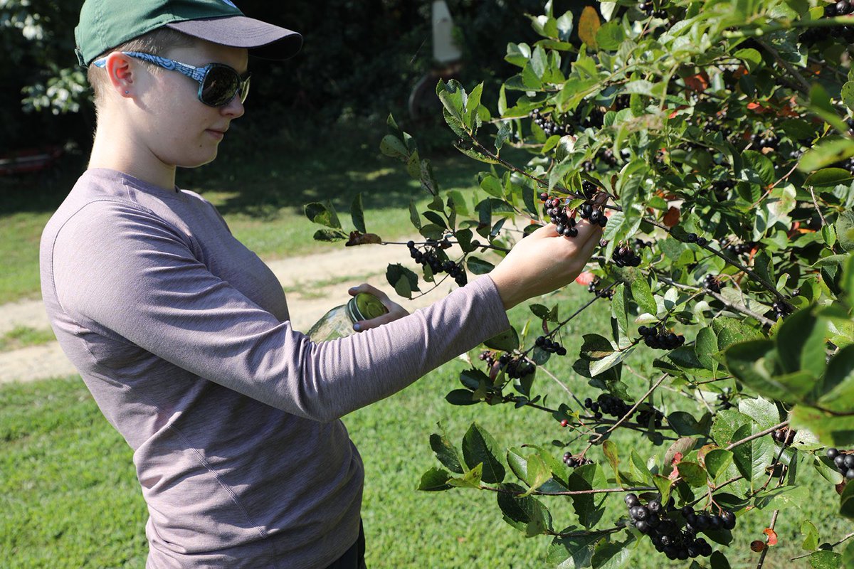 ESFoodLab's tweet image. Thanks to Jay Falstad of Calico Fields @calicofieldslavender for inviting our interns to harvest aronia berries! This native fruit has amazing nutrition &amp;amp; health benefits!
.
#foraging #localfood #aronia #aroniaberry #antioxidants #forage #berries #realfood #esfl #eatlikehumans