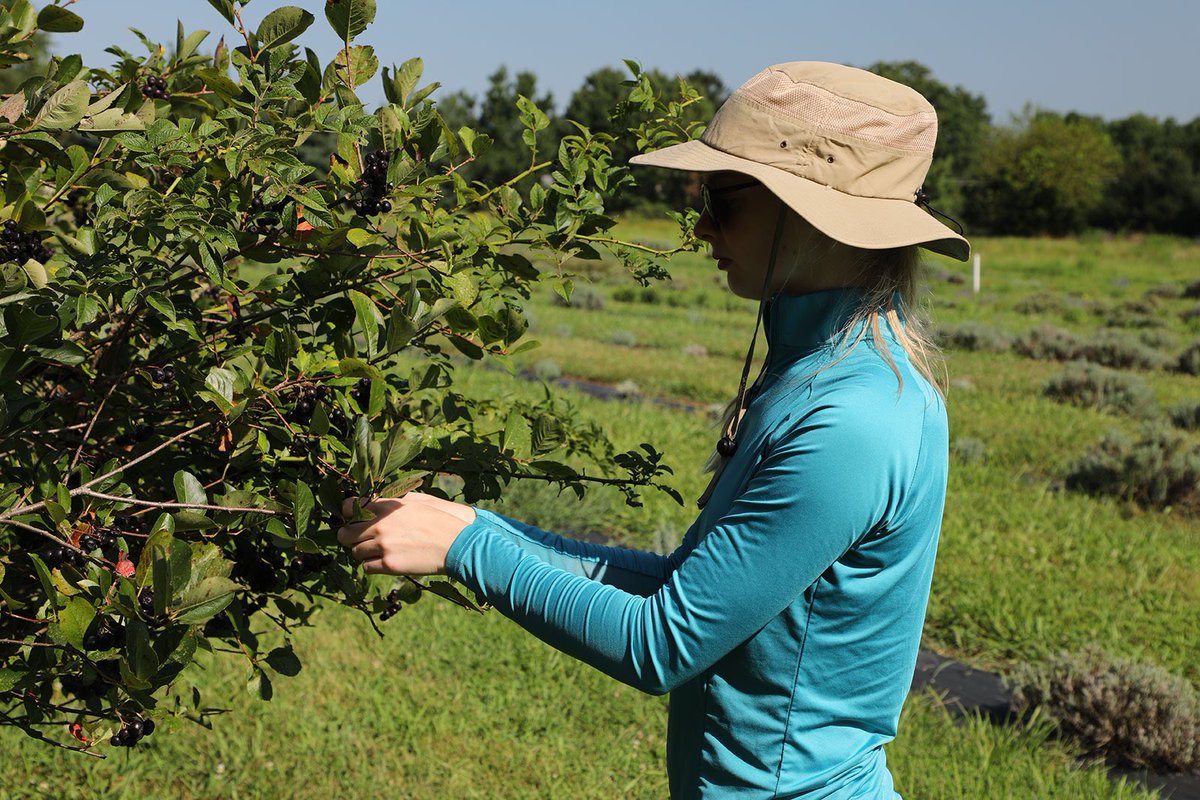 ESFoodLab's tweet image. Thanks to Jay Falstad of Calico Fields @calicofieldslavender for inviting our interns to harvest aronia berries! This native fruit has amazing nutrition &amp;amp; health benefits!
.
#foraging #localfood #aronia #aroniaberry #antioxidants #forage #berries #realfood #esfl #eatlikehumans
