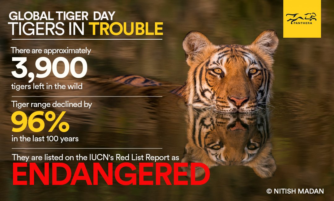 Panthera tweet media