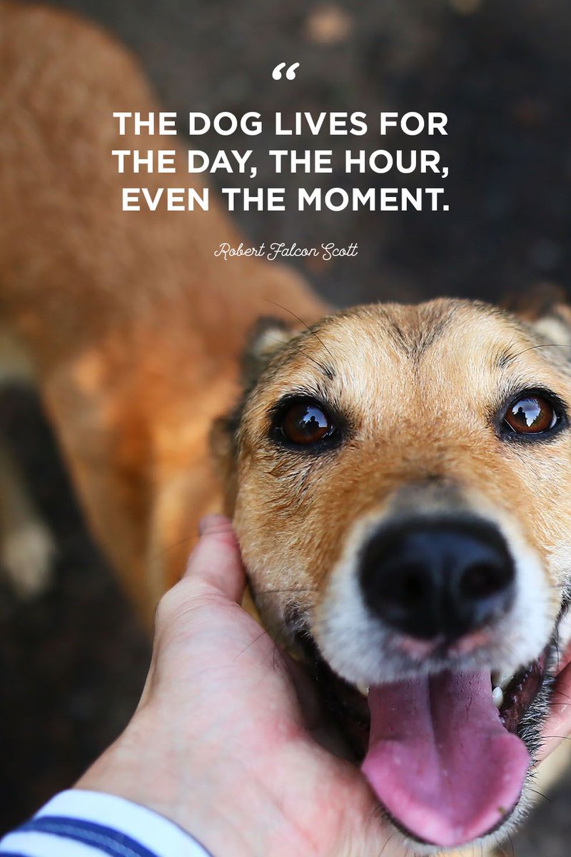 ShadowDogDesign's tweet photo. A #dog lives for the day, the hour, even the moment - Robert Falcon Scott
#Dogs #DogsAreLove #BestFrie https://t.co/g7tnYIY8aA