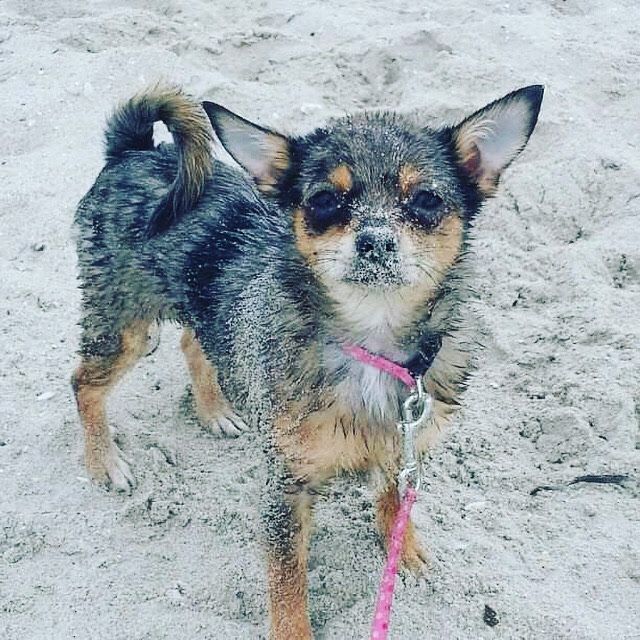 Glitzy a Film Star well for a Minute buff.ly/2WYJ6Eo