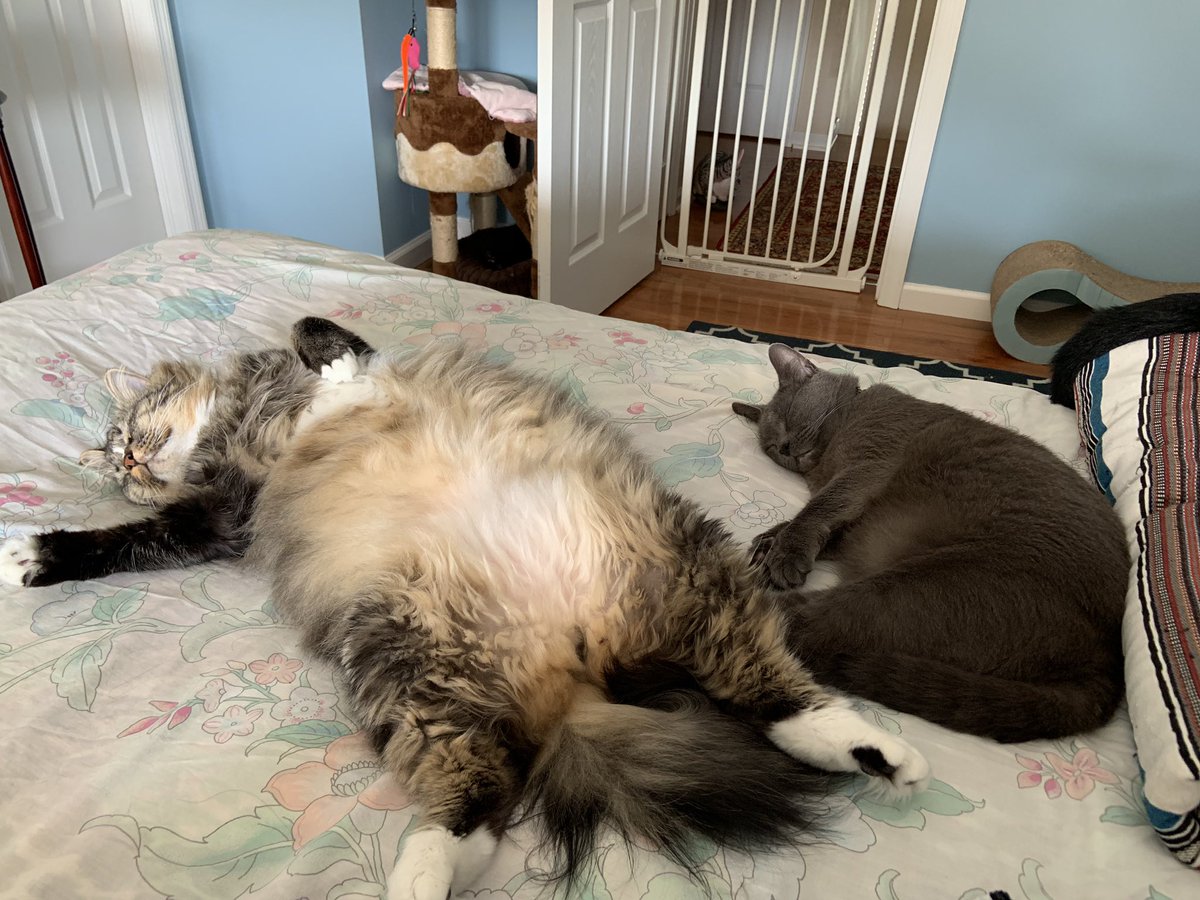 AmandaSmokeyIs1's tweet photo. @toby_rules1 @yongmaylingjen1 @LittleMaineCoon @SassyCassyCat @mitsy2714 @MaineCoonCatsOH @JoyOfCats @TheCatMalice @buddy_gizmo @scarboo @CoonQuizmo @mainecoonstan @Freddy_The_Cat @GeneralCattis Wow you sure is a handsome fellow. Only my #LionKing @MaineCoonCatsOH Reny can rival your #fluffyness He’s in my ❤️, so me makes googly 👀 when me sees him. Happy #Caturday to all our friends 😻😻😻 Isabella, Amanda and Smokey https://t.co/0ZIXa89cKu