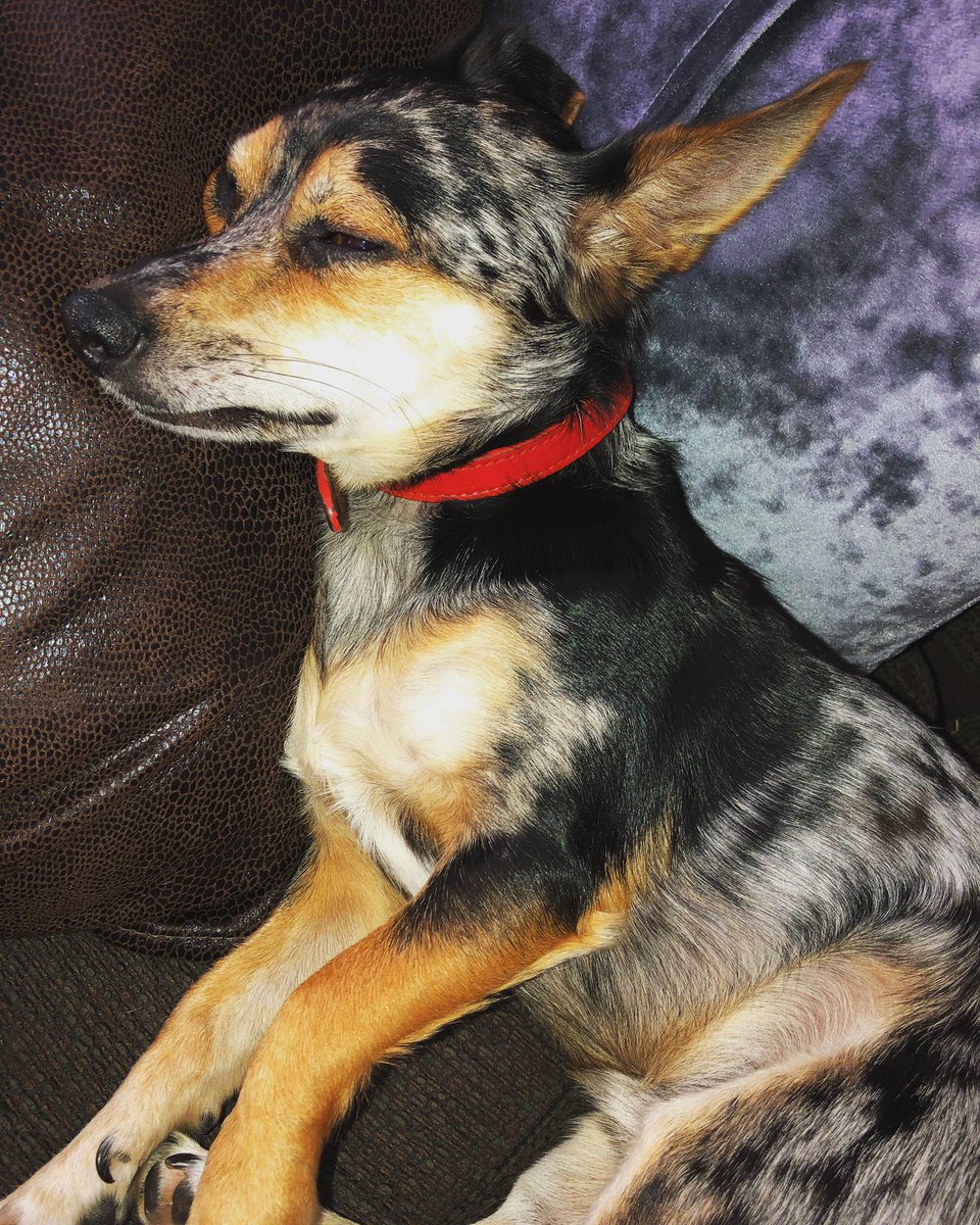 OfficialCurtiss's tweet photo. Tired boy today after his long walk ๐พ๐ด
#jackawowa #SleepIsNeeded #DogsRule #instadog #Sleeping https://t.co/IqZx2pU50q