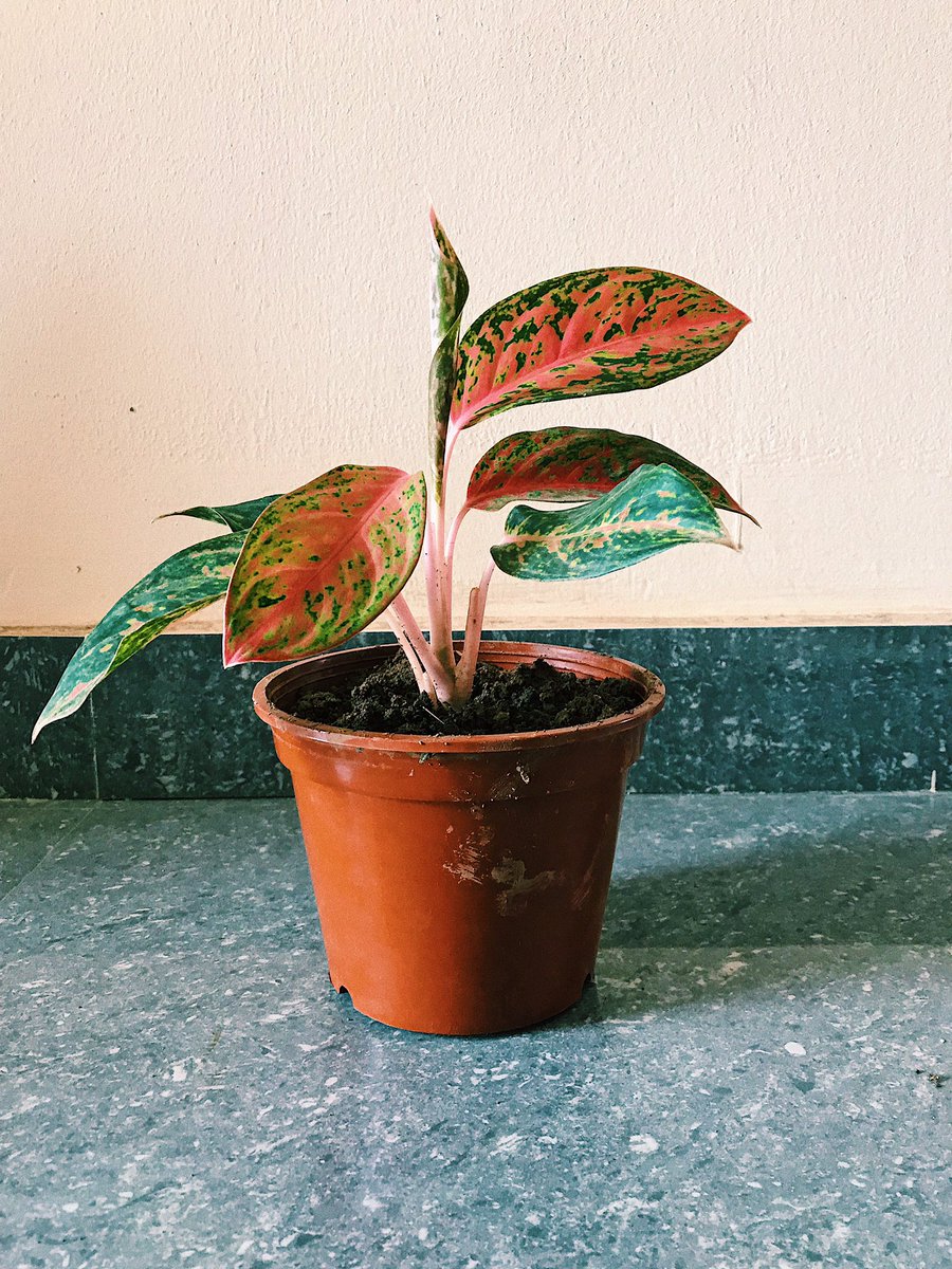  #FridayBuy Anglaonema aka Chinese Evergreen. Love love the colors.