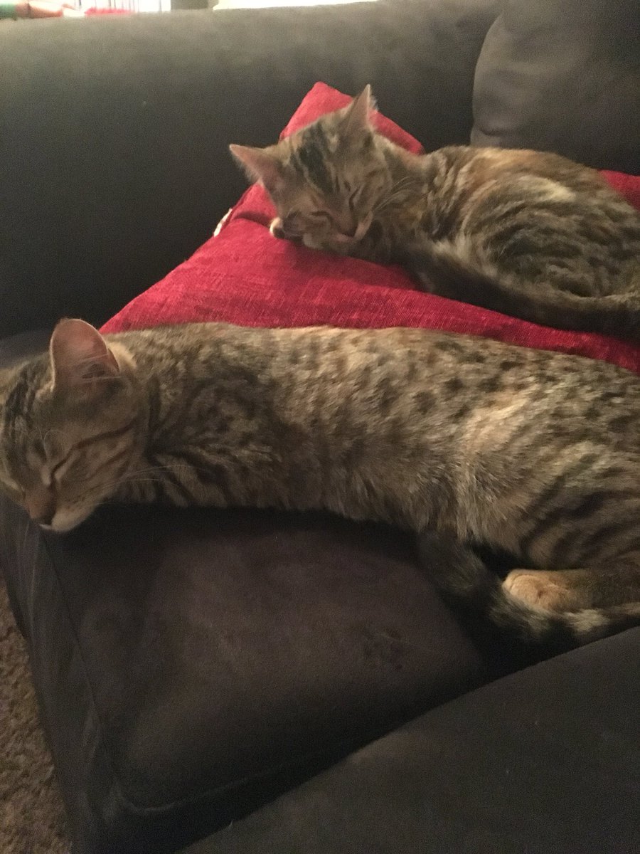 swalton907's tweet photo. #KittyGlowUp First pic is of my Rapp and Rielly girls when I adopted them about a year and a half ago at the age of 6 months. Second is of my baby’s about to enter their “terrible two” stage next month!! https://t.co/rZ02MYY9en