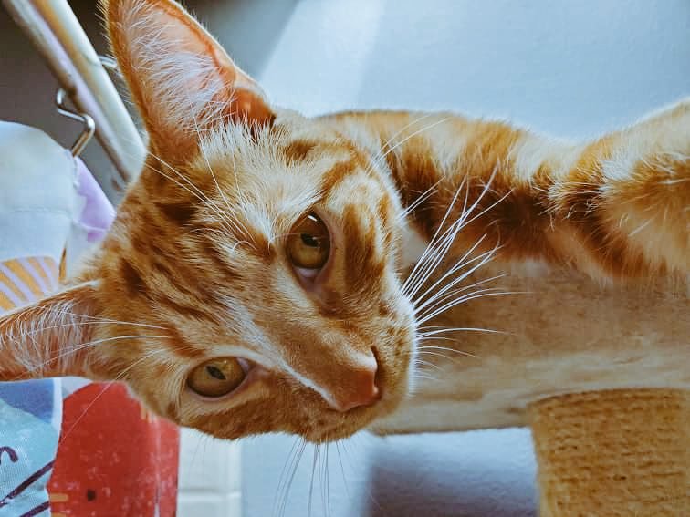 Tencat_'s tweet image. Feeling cute. Might cough up a hairball later idk #selfiesaturday #tencatlove