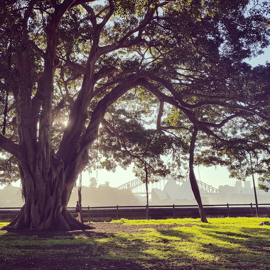 cityofsydney's tweet image. Happy #NationalTreeDay 🌳❤️🌳! Did you know: in 1 year, a mature tree can absorb 3,400 litres of stormwater, filter 27kg of air pollutants + provide a cooling effect equivalent to running 10 air conditioners continuously. More info city.sydney/sydney-trees 📷 @lhva1mk on Instagram