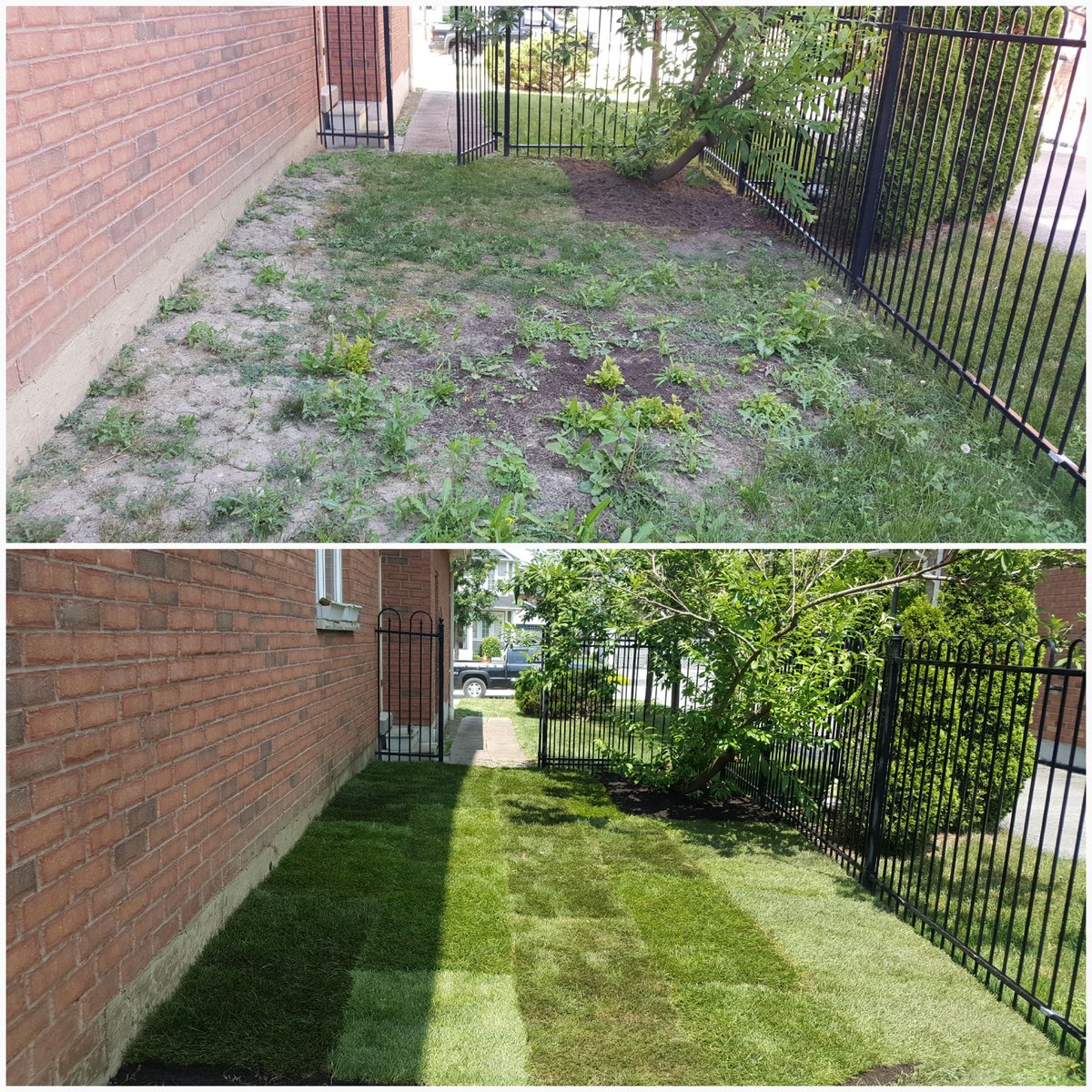 JRCland's tweet image. before and after in #Brooklin #digout #hardground #brokeshovel #waterdown #soaked #pickaxe #soil #sod #garden #landscaping @JRCland