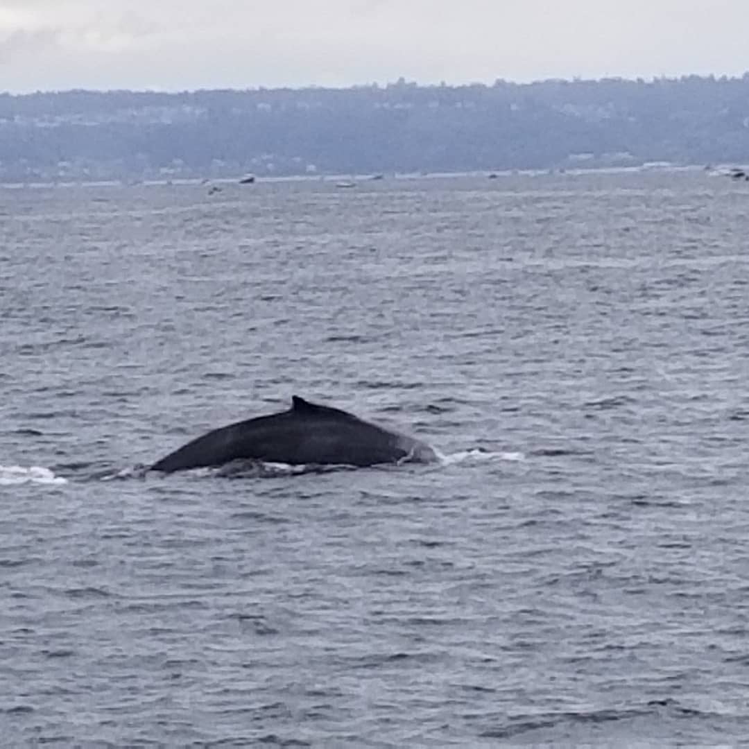 g8erlaw68's tweet image. #Humback #PugetSound #Seattle