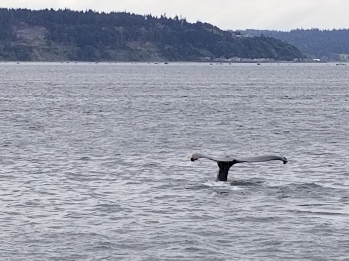 g8erlaw68's tweet image. #Humback #PugetSound #Seattle