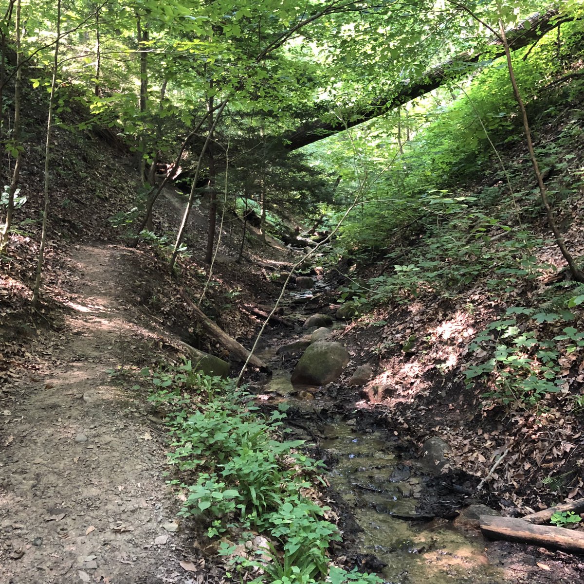 Had a great hike this morning at Shades State Park, logging over 6 miles. Got the 6 Ravine Challenge done! #6ravinechallenge