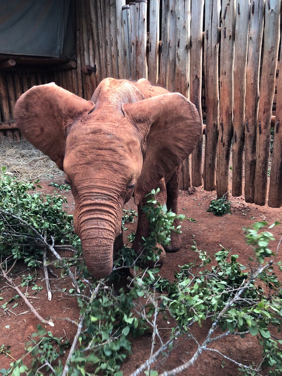 HCape01's tweet photo. All in one week..... adopted an orphaned elephant, made an international school link and met the most fabulous pupils and staff, visited a Masai village and spotted all the Big 5! I need a holiday now 🤪 https://t.co/kwMxgQSYx5