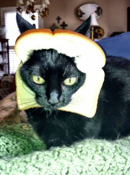 memes estranhos tweet media