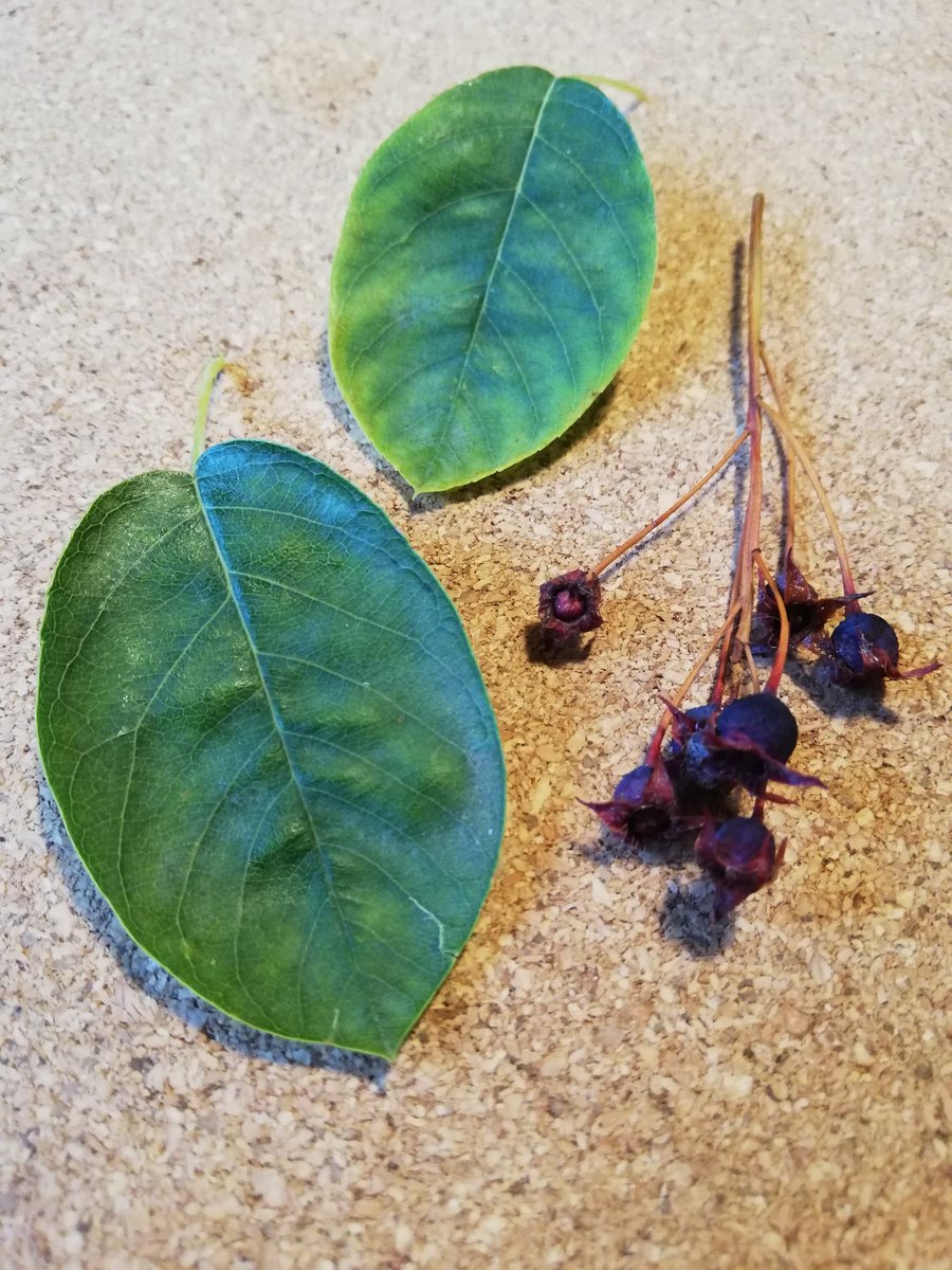 Alan Gardner 💙 tweet media