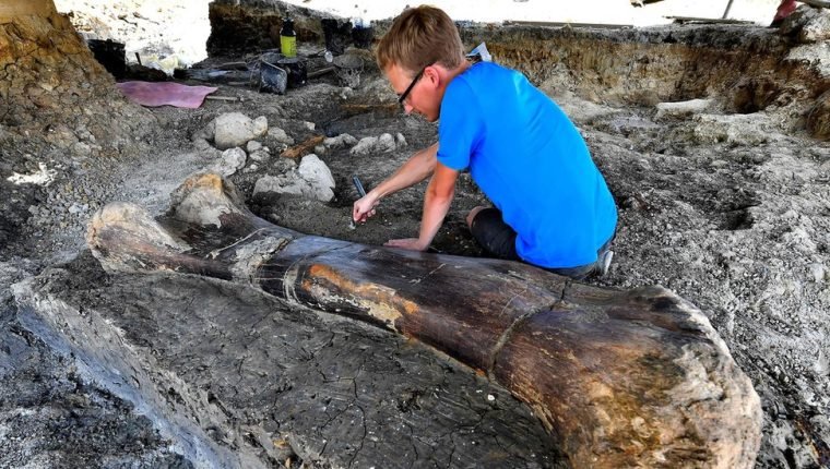 yleiva_pl's tweet photo. #Paleontología| Descubren en Francia gigantesco hueso fémur de un dinosaurio saurópodo, que existió en la era del Jurásico superior, hace más de 140 millones de años, se estima que el animal pesaban entre 40 y 50 toneladas. https://t.co/RDa0uiu2Ct https://t.co/En7MsvFgx3