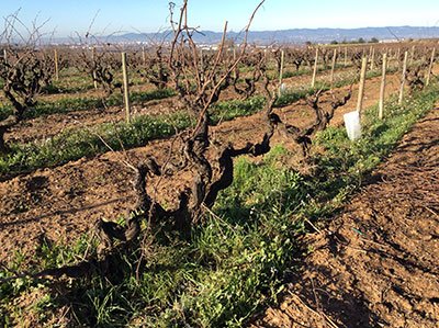 Spanish Wine Lover (@spanish_wl) on Twitter photo Learn more about <a href="/cellermascandi/">Celler Mas Candí</a> the <a href="/dopenedes/">DO Penedès</a> producer behind our #wine of the week ow.ly/ybwj30pcNsQ Learn more about <a href="/cellermascandi/">Celler Mas Candí</a> the <a href="/dopenedes/">DO Penedès</a> producer behind our #wine of the week ow.ly/ybwj30pcNsQ