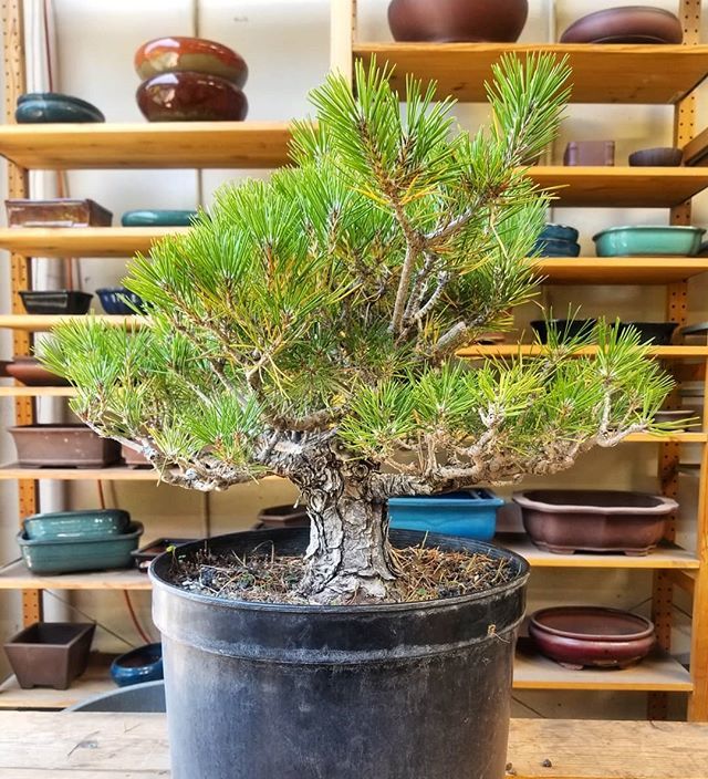 easternleaf's tweet photo. The after picture of the Black Pine from yesterday's post 🍃
#pines #blackpine #pruning #decandle #pruningtime #pruningseason #trees #bonsaiinspiration #bonsai #bonsaitree #easternleaf #bonsaicollection #bonsaisofinstagram #summer #bonsaiclub #bonsai… https://t.co/1w0z7pF9dG https://t.co/0ShqygtABr