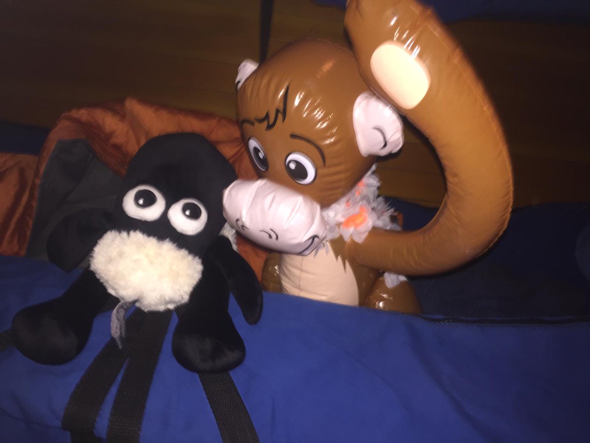 ChallengeWales's tweet photo. Our stowaway, Monkey, from @Ronasailing has been making friends with our #Welsh sheep. He's been checking out where #Rona is! #AlmostInseperable #SailtrainingFriends #TSR19 @TallShipsRaces https://t.co/G1qKGMTF88