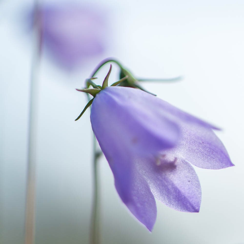 jessicagrehan's tweet image. Summertime and the harebells are out - gossamer light