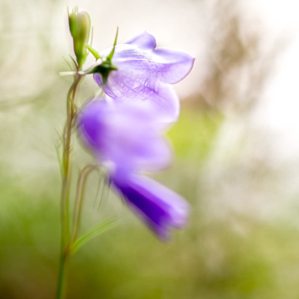 jessicagrehan's tweet image. Summertime and the harebells are out - gossamer light
