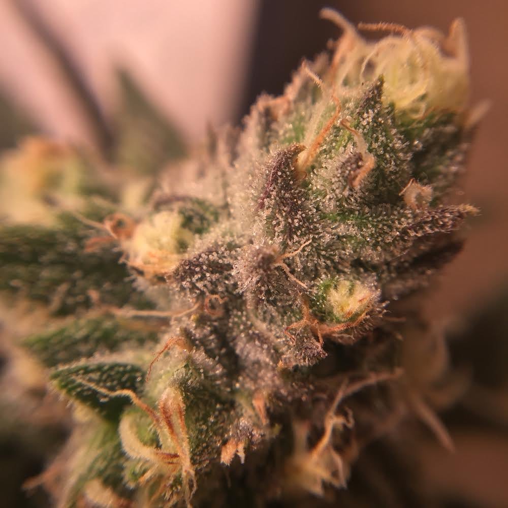 EmeraldZoo's tweet photo. @Lila_kush @Micha3laml #GanjaPorn #ZooStyle go bhg or go home! Lol. https://t.co/tqBIvV6Fhc