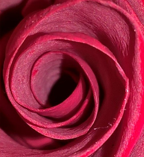 JCKP1966's tweet image. Red rose close-up