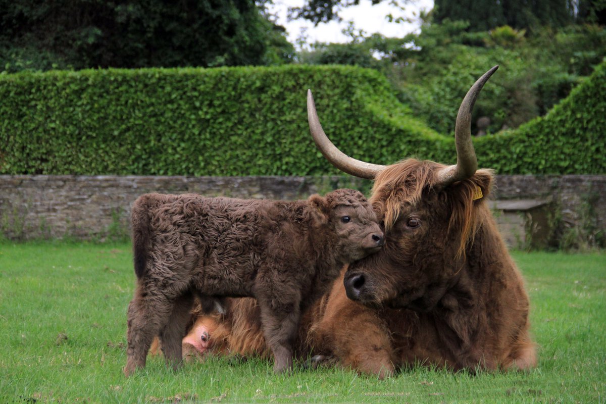 The Lost Gardens of Heligan tweet media
