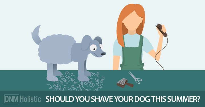 Why You Shouldn’t Shave Your Dog In Summer dogsnaturallymagazine.com/why-you-should…