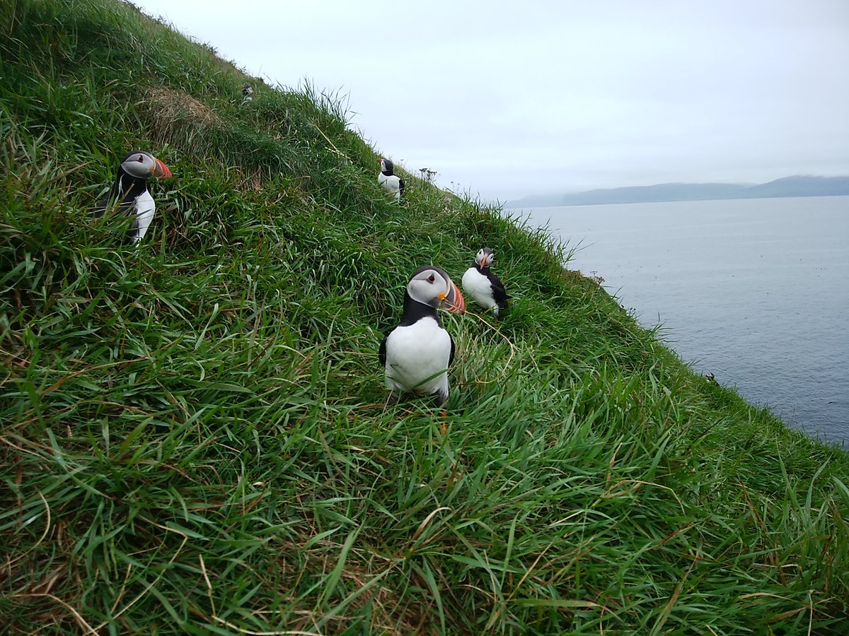 でんくろみ tweet media