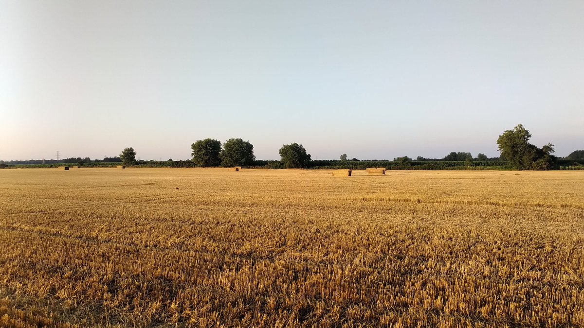 That time of the year again nice clean <a href="/DavidKillins/">David Killins</a> straw