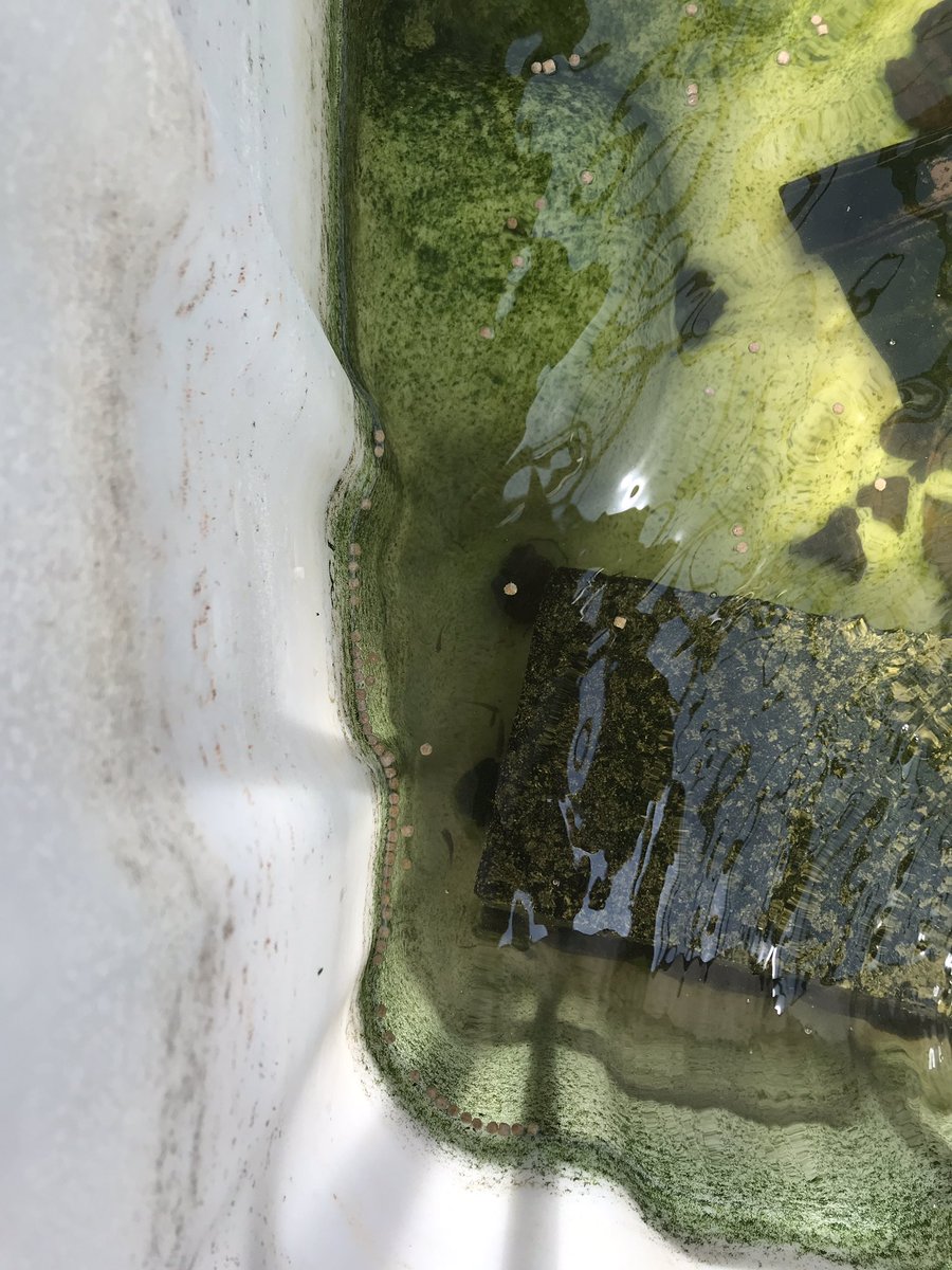 BiomanDane's tweet photo. We have some newborns here @ReedsSpringHS if you look close enough you can see Lainey, Rainey, Haines, and Wilbur (baby tilapia) swimming around! #fishfarm #aquaponics https://t.co/diSnnzRziK