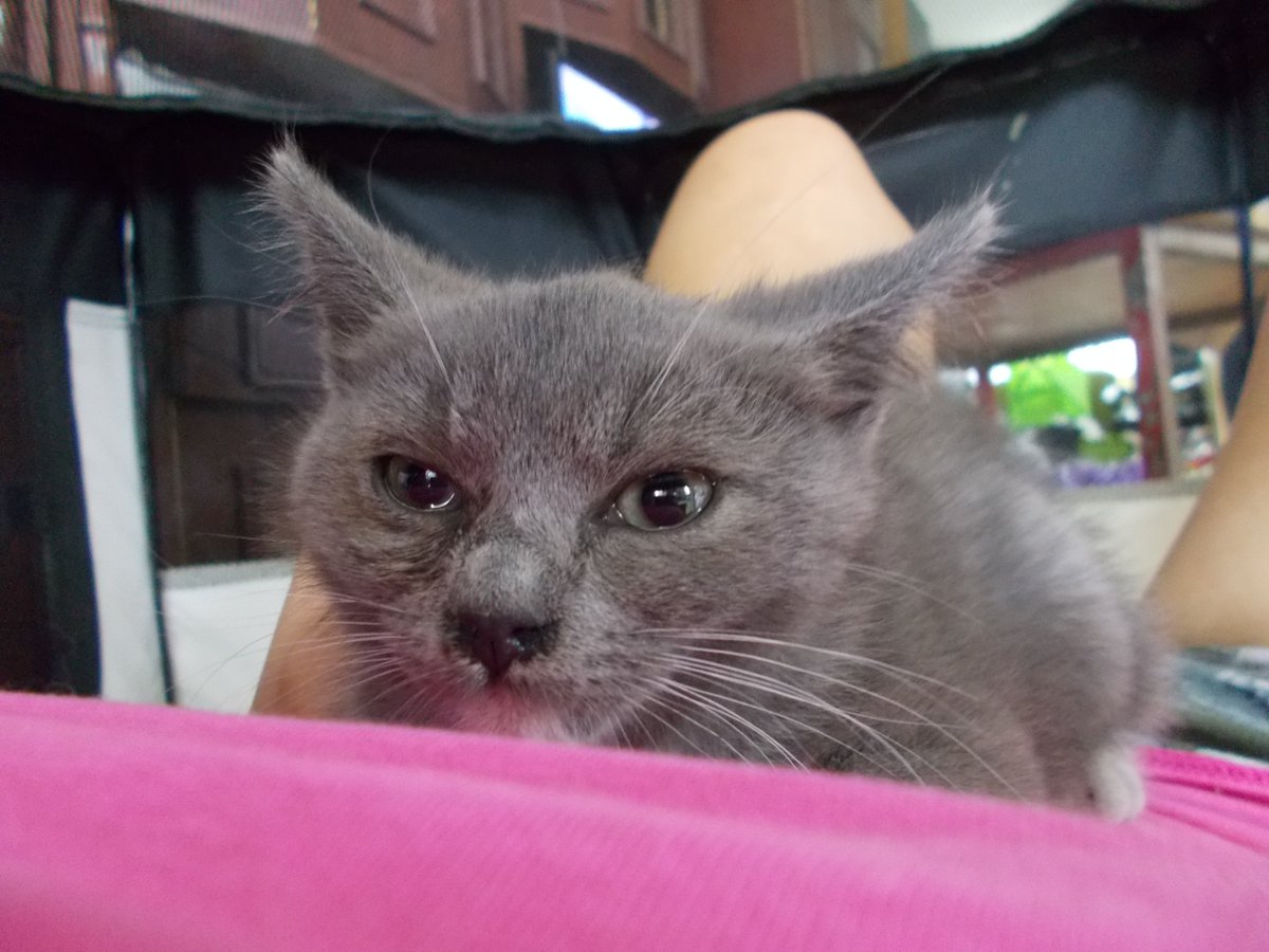 InkaTheKitten's tweet photo. Surprise! I've been waiting so long for my perfect kitten and she's finally here! Introducing Mia! 🎉 https://t.co/Ym8OtgINGA