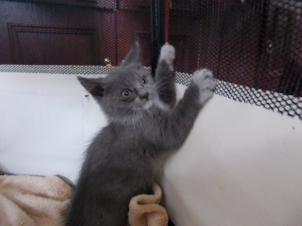 InkaTheKitten's tweet photo. Surprise! I've been waiting so long for my perfect kitten and she's finally here! Introducing Mia! 🎉 https://t.co/Ym8OtgINGA