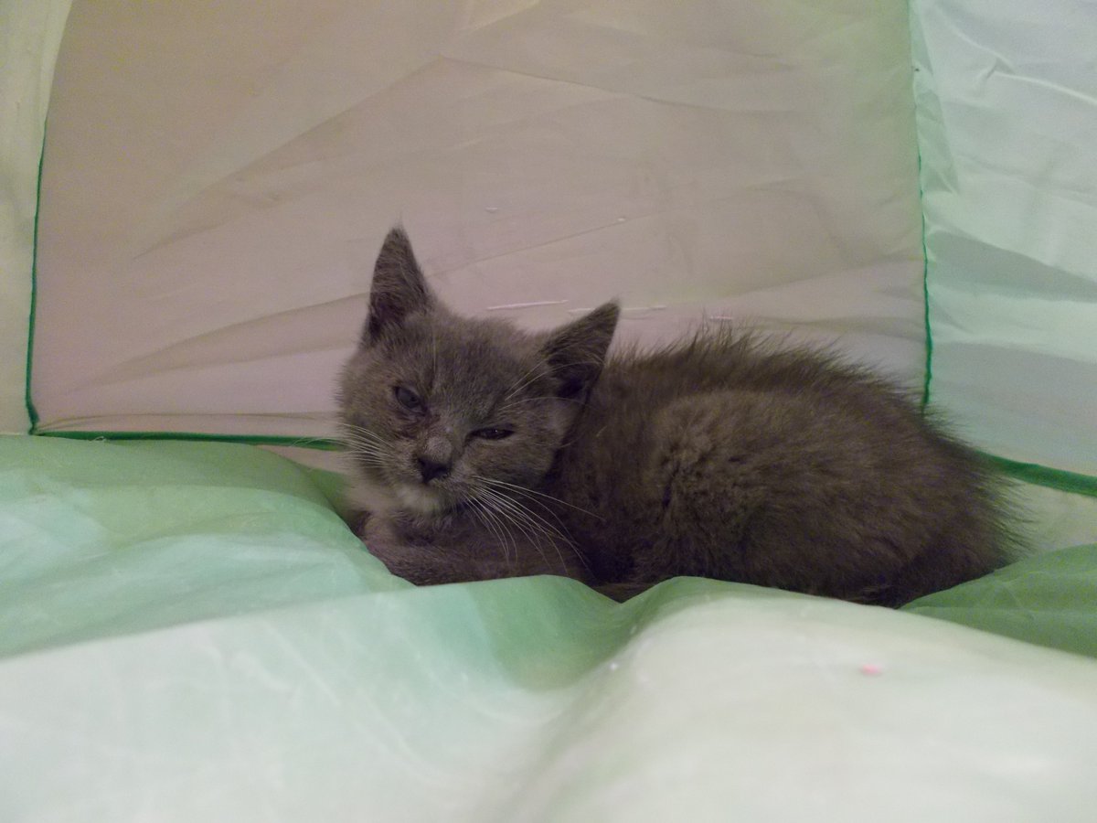 InkaTheKitten's tweet photo. Surprise! I've been waiting so long for my perfect kitten and she's finally here! Introducing Mia! 🎉 https://t.co/Ym8OtgINGA