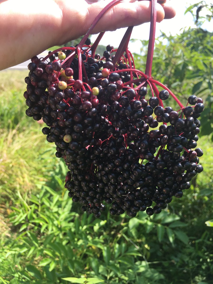 Collecting elderberries to make jelly—collecting lots of briar scratches, too!  #southernnaryland #elderberryjelly #momsrecipe