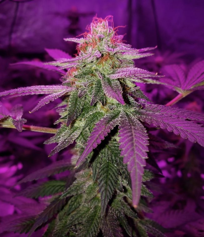 DudeGrows's tweet photo. Check out this Dank Nug and more at https://t.co/WoKwMovaUC! Here Qanada Kid writes...”Starting Week 7! Stoked these are getting as fat as they are with the cruddy blurple lights!
GSC from Sunwest Genetics!  #concentrates #dabs #hash #hashashins #710 #DGC #dgccup #homegrowers https://t.co/JeA3Y1ghuG